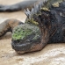 iguana_marine_pa_h_0142_ecu2183.jpg